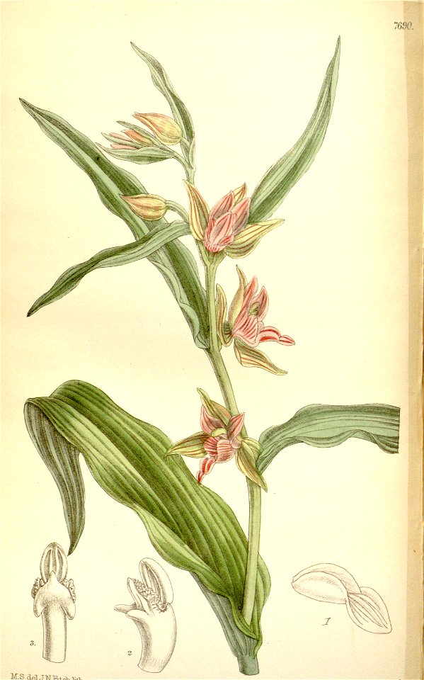 Epipactis gigantea - Curtis' 125 (Ser. 3 no. 55) pl 7690 (1899)