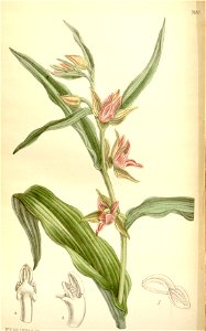 Epipactis gigantea - Curtis' 125 (Ser. 3 no. 55) pl 7690 (1899)