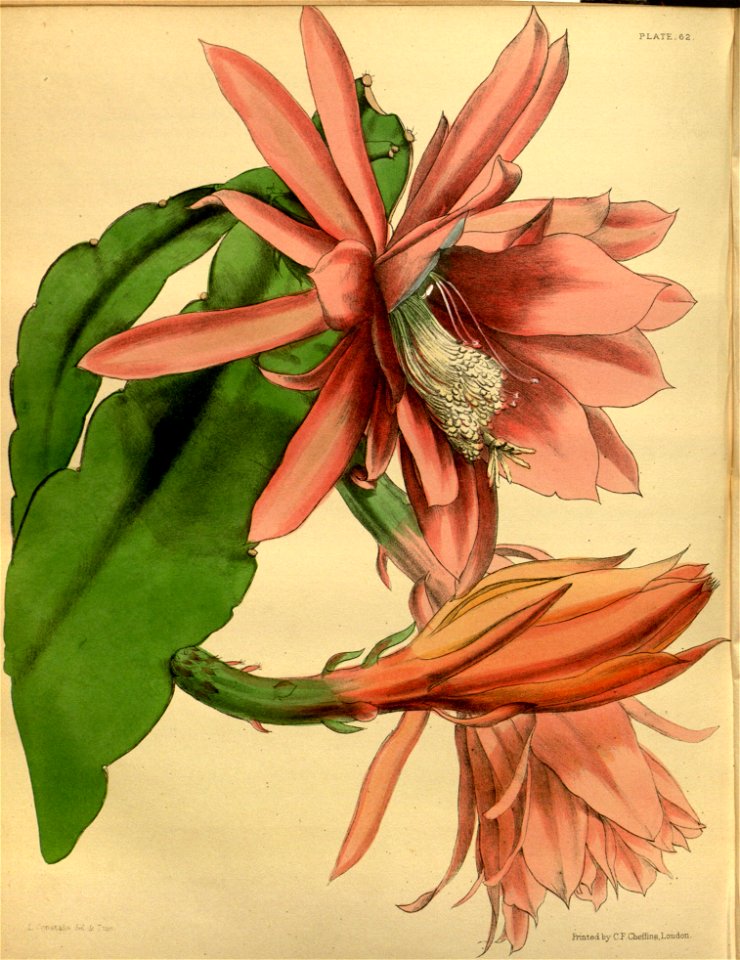 Epiphyllum sp x Cereus sp Paxton 062