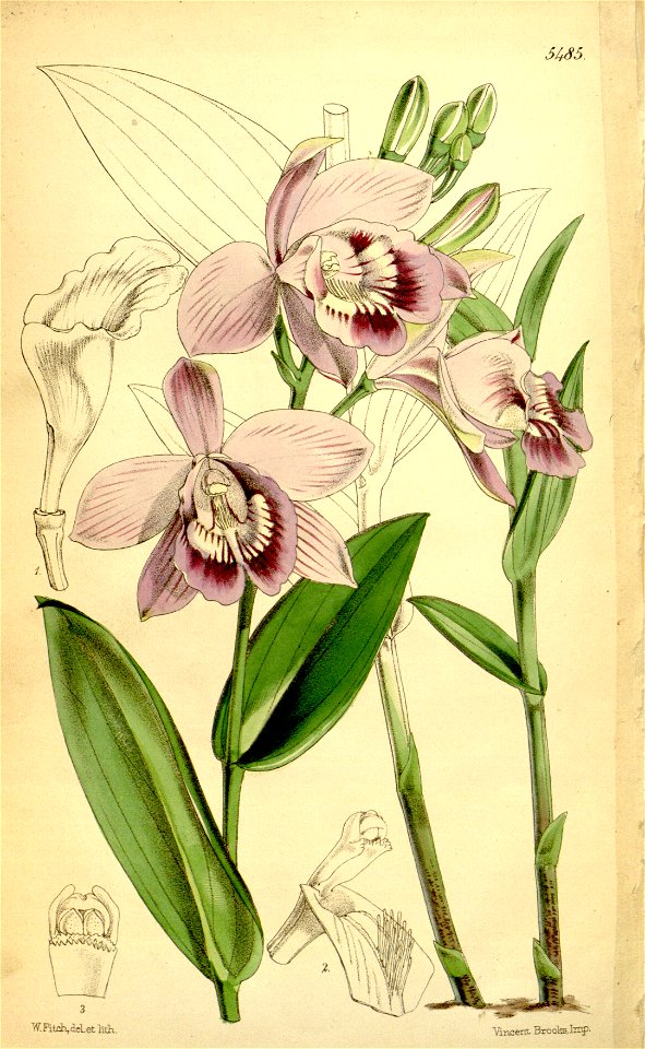 Epistephium williamsii - Curtis' 90 (Ser. 3 no. 20) pl. 5485 (1864)