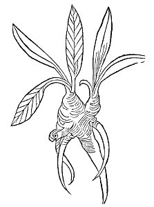 Enula Gart