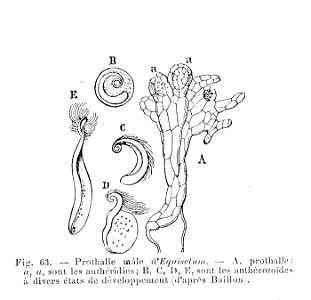 Equisetum - prothalle mâle