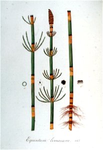 Equisetum limosum — Flora Batava — Volume v6