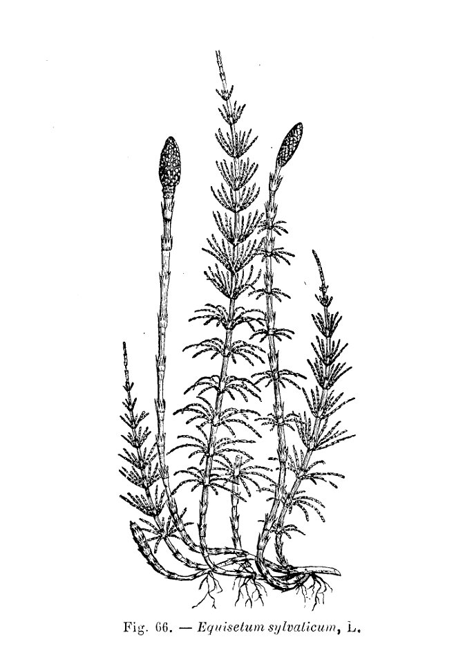 Equisetum sylvaticum (dessin)