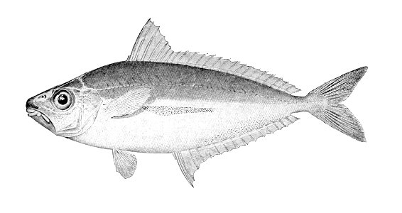 Equulites stercorarius