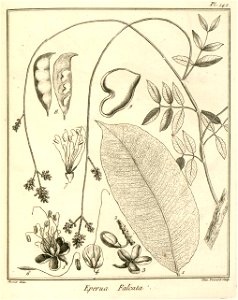 Eperua falcata Aublet 1775 pl 142