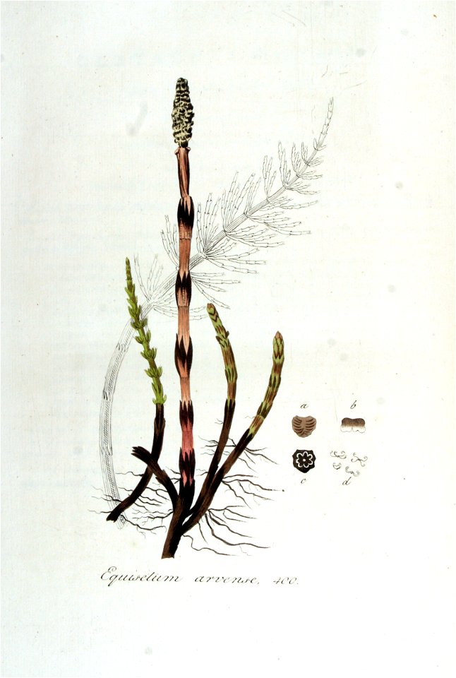 Equisetum arvense — Flora Batava — Volume v5