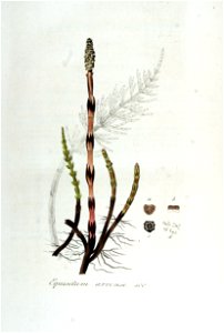 Equisetum arvense — Flora Batava — Volume v5