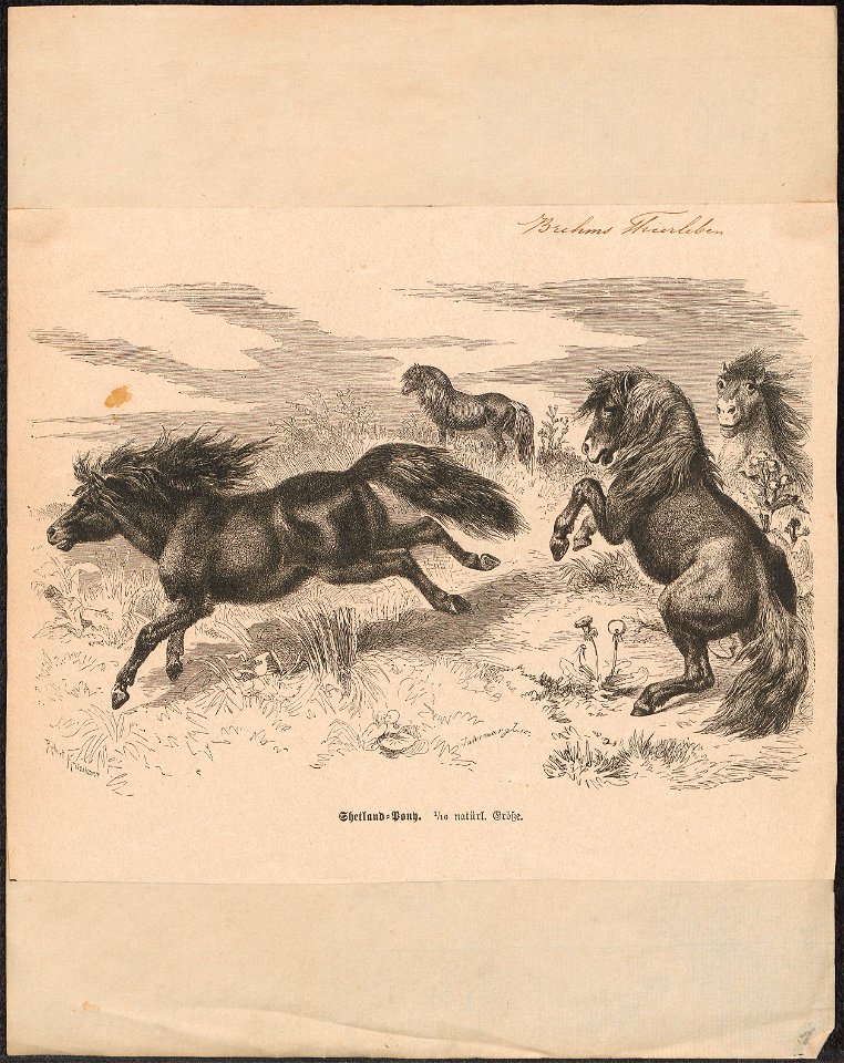 Equus caballus - 1700-1880 - Print - Iconographia Zoologica - Special Collections University of Amsterdam - UBA01 IZ21800044