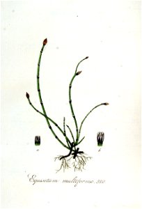 Equisetum multiforme — Flora Batava — Volume v7