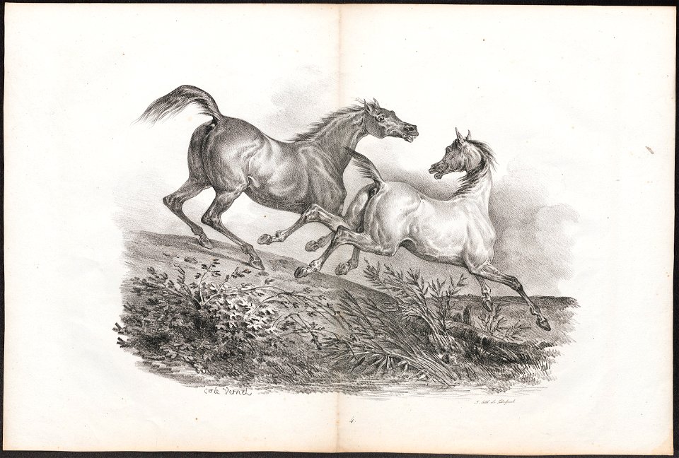 Equus caballus - 1700-1880 - Print - Iconographia Zoologica - Special Collections University of Amsterdam - UBA01 IZ21800078