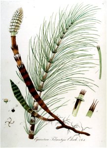 Equisetum telmateja — Flora Batava — Volume v10