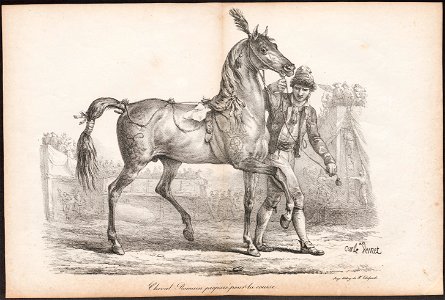 Equus caballus - 1700-1880 - Print - Iconographia Zoologica - Special Collections University of Amsterdam - UBA01 IZ21800114
