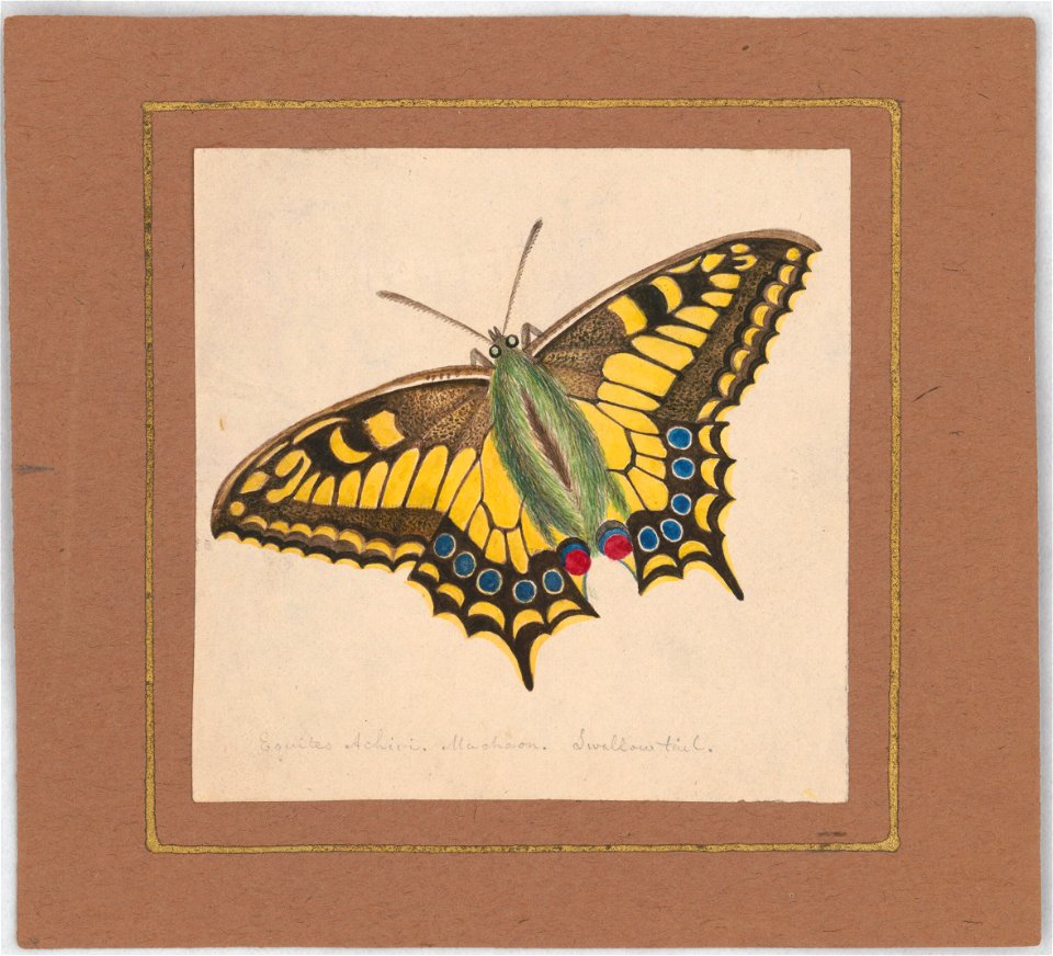 Equites Achivi Machaon Swallowtail LCCN2016648700