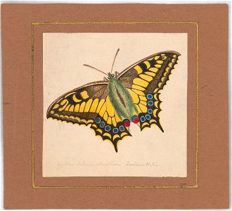 Equites Achivi Machaon Swallowtail LCCN2016648700