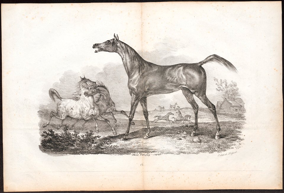 Equus caballus - 1700-1880 - Print - Iconographia Zoologica - Special Collections University of Amsterdam - UBA01 IZ21800122