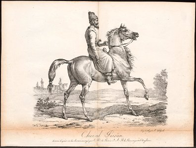 Equus caballus - 1700-1880 - Print - Iconographia Zoologica - Special Collections University of Amsterdam - UBA01 IZ21800130