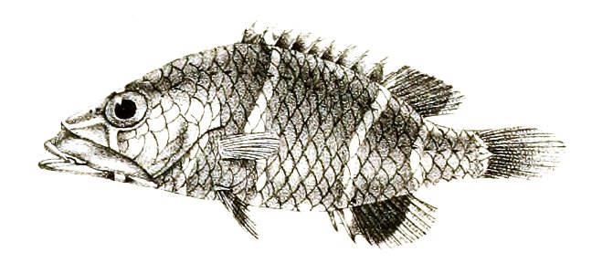 Epibulus striatus Mintern 87