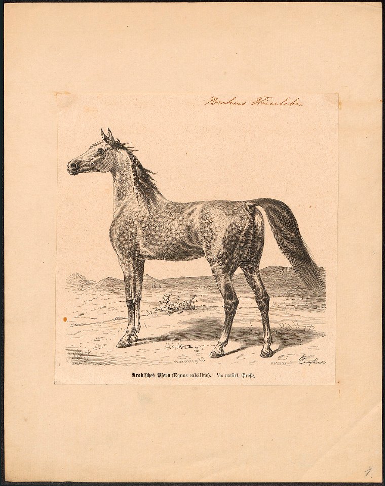 Equus caballus - 1700-1880 - Print - Iconographia Zoologica - Special Collections University of Amsterdam - UBA01 IZ21800009