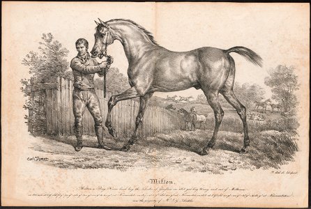 Equus caballus - ca.1818 - Print - Iconographia Zoologica - Special Collections University of Amsterdam - UBA01 IZ21800058