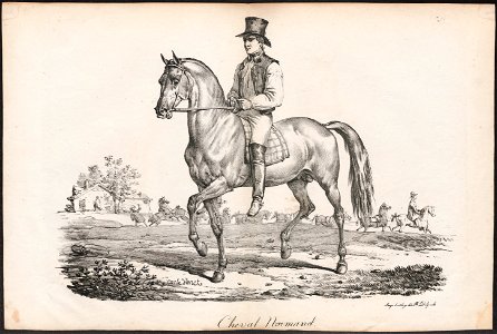 Equus caballus - 1700-1880 - Print - Iconographia Zoologica - Special Collections University of Amsterdam - UBA01 IZ21800060