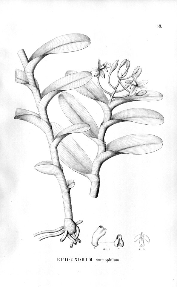 Epidendrum ammophilum - Fl.Br.3-5-038