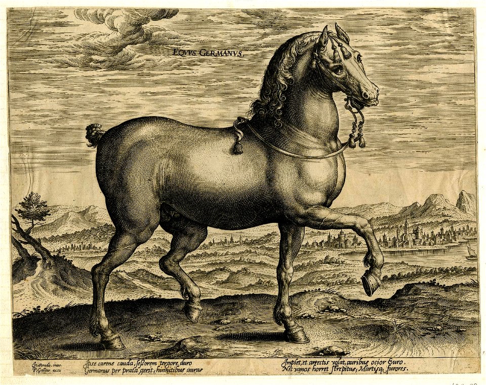 Equus Germanus (BM 1870,0514.1242)