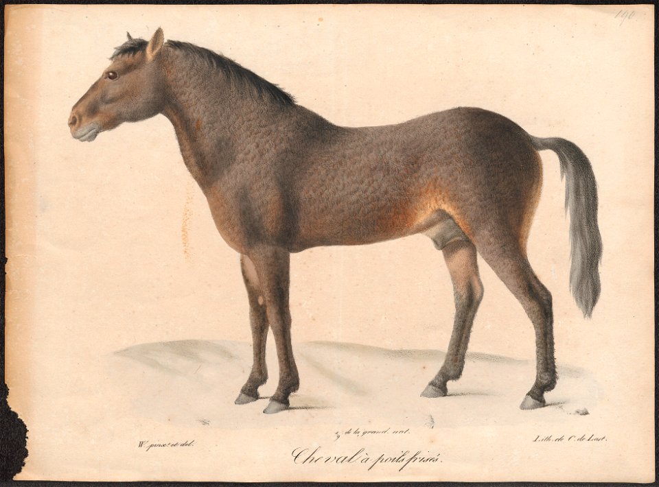 Equus caballus - 1700-1880 - Print - Iconographia Zoologica - Special Collections University of Amsterdam - UBA01 IZ21800090