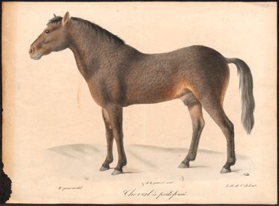 Equus caballus - 1700-1880 - Print - Iconographia Zoologica - Special Collections University of Amsterdam - UBA01 IZ21800090