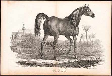 Equus caballus - 1700-1880 - Print - Iconographia Zoologica - Special Collections University of Amsterdam - UBA01 IZ21800118