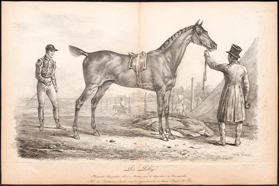 Equus caballus - 1700-1880 - Print - Iconographia Zoologica - Special Collections University of Amsterdam - UBA01 IZ21800126