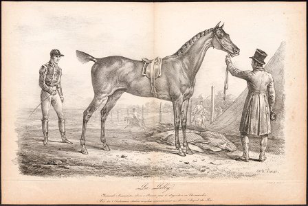 Equus caballus - 1700-1880 - Print - Iconographia Zoologica - Special Collections University of Amsterdam - UBA01 IZ21800126
