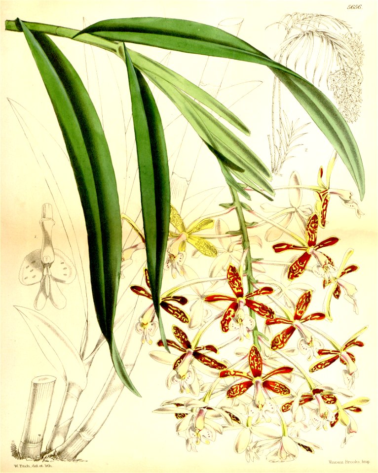 Epidendrum cnemidophorum - Curtis' 93 (Ser. 3 no. 23) pl. 5656 (1867)