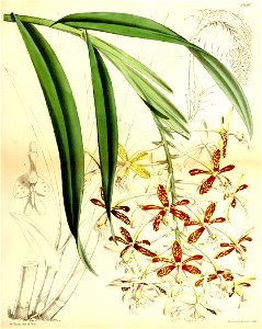 Epidendrum cnemidophorum - Curtis' 93 (Ser. 3 no. 23) pl. 5656 (1867). Free illustration for personal and commercial use.