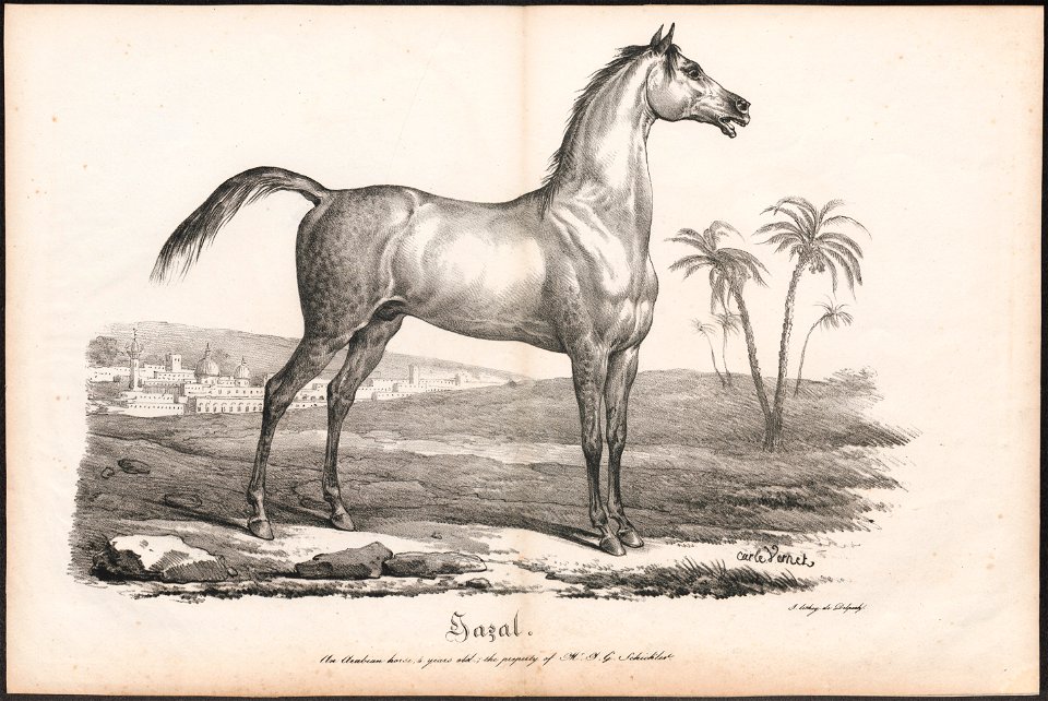 Equus caballus - 1700-1880 - Print - Iconographia Zoologica - Special Collections University of Amsterdam - UBA01 IZ21800133