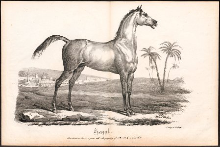 Equus caballus - 1700-1880 - Print - Iconographia Zoologica - Special Collections University of Amsterdam - UBA01 IZ21800133