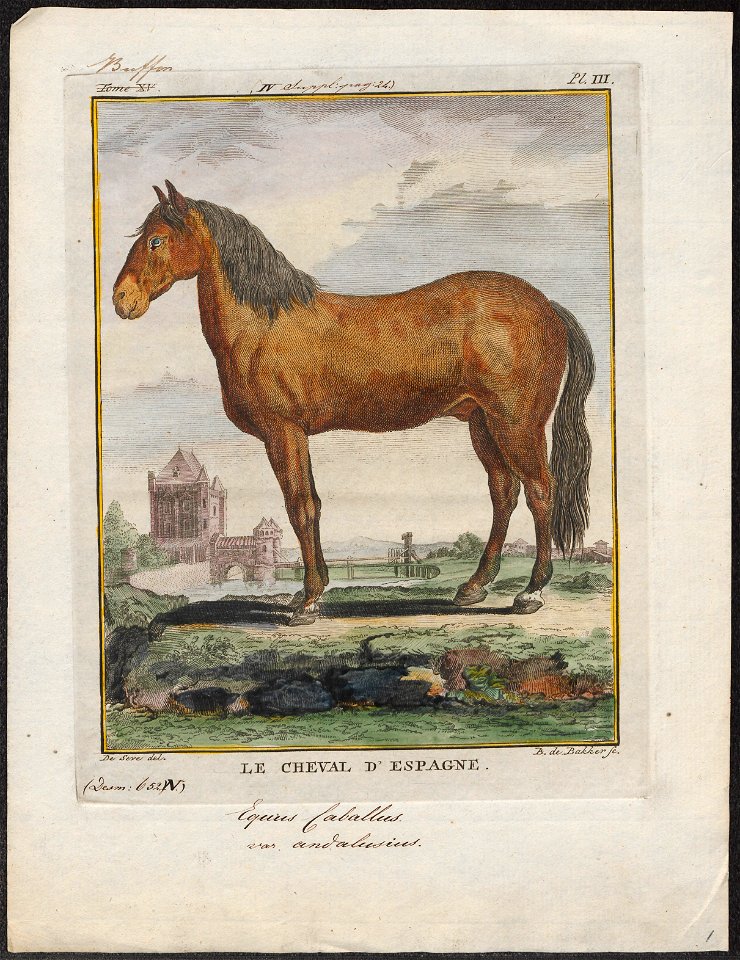Equus caballus var. andalusius - 1700-1880 - Print - Iconographia Zoologica - Special Collections University of Amsterdam - UBA01 IZ21800050