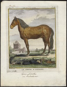 Equus caballus var. andalusius - 1700-1880 - Print - Iconographia Zoologica - Special Collections University of Amsterdam - UBA01 IZ21800050