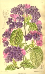 Eranthemum wattii 135-8239