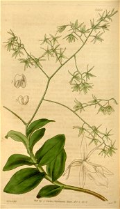 Epidendrum diffusum - Curtis' 64 (N.S. 11) pl. 3565 (1837)
