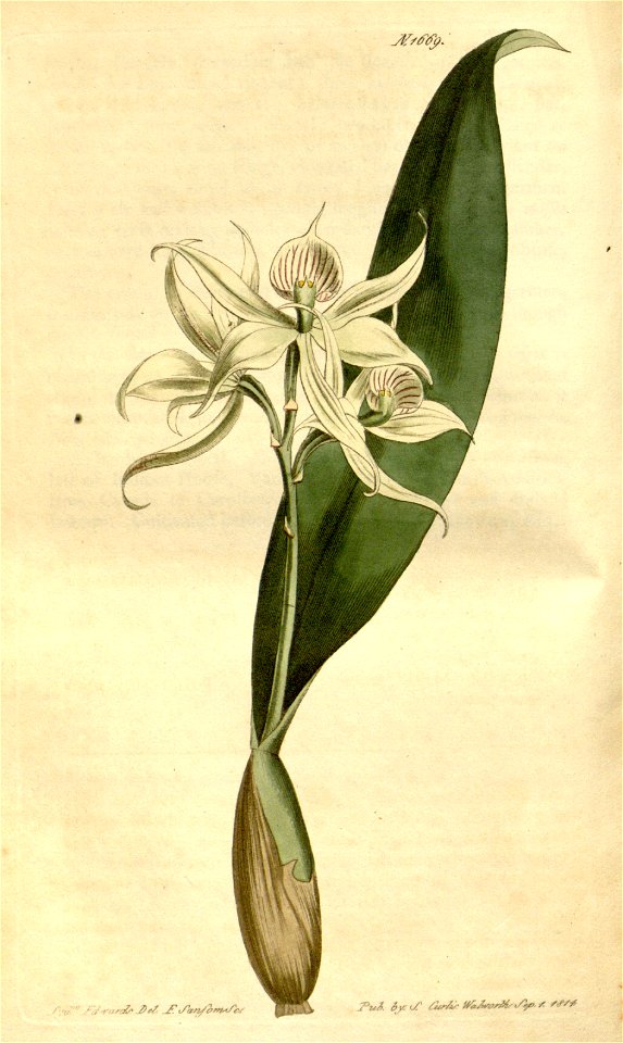 Epidendrum fragrans - Curtis 40 pl 1669