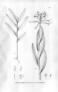 Epidendrum henschenii and Epidendrum imatophyllum - Fl.Br.3-5-30. Free illustration for personal and commercial use.