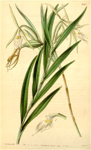 Epidendrum longicolle - Curtis' 71 (Ser. 3 no. 1) pl. 4165 (1845)