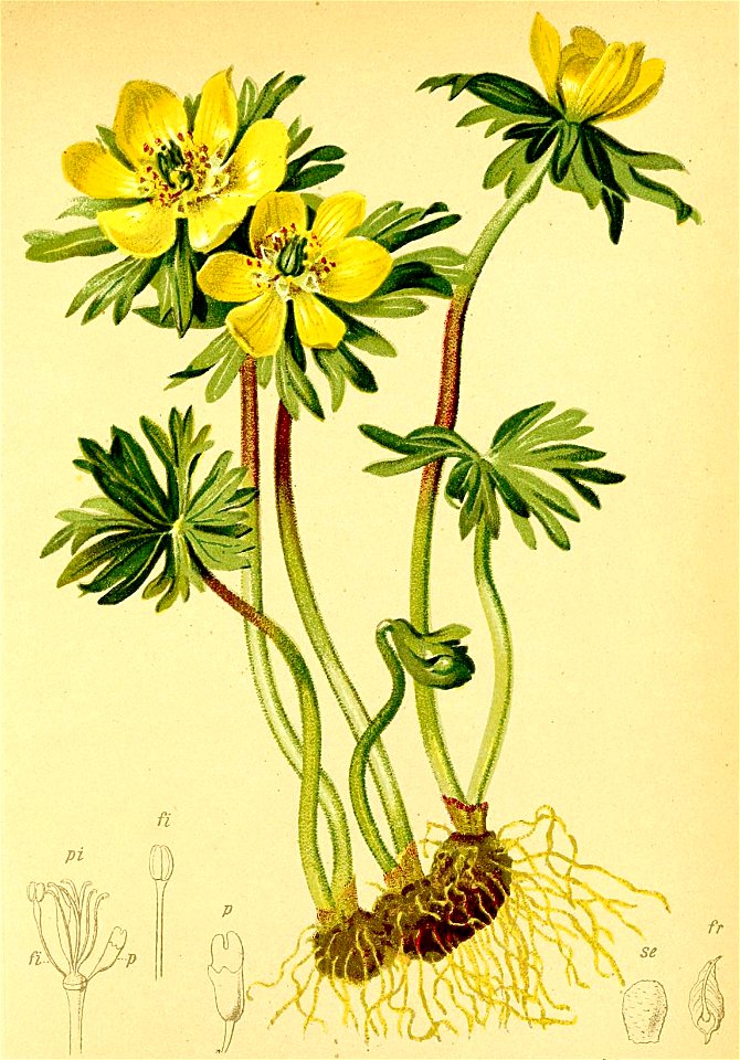 Eranthus hyemalis Atlas Alpenflora
