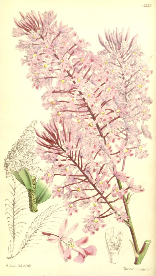 Epidendrum myrianthum - Curtis' 92 (Ser. 3 no. 22) pl. 5556 (1866)