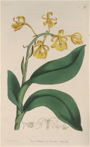 Epidendrum nutans - The Bot. Reg. 1 pl. 17 (1815)