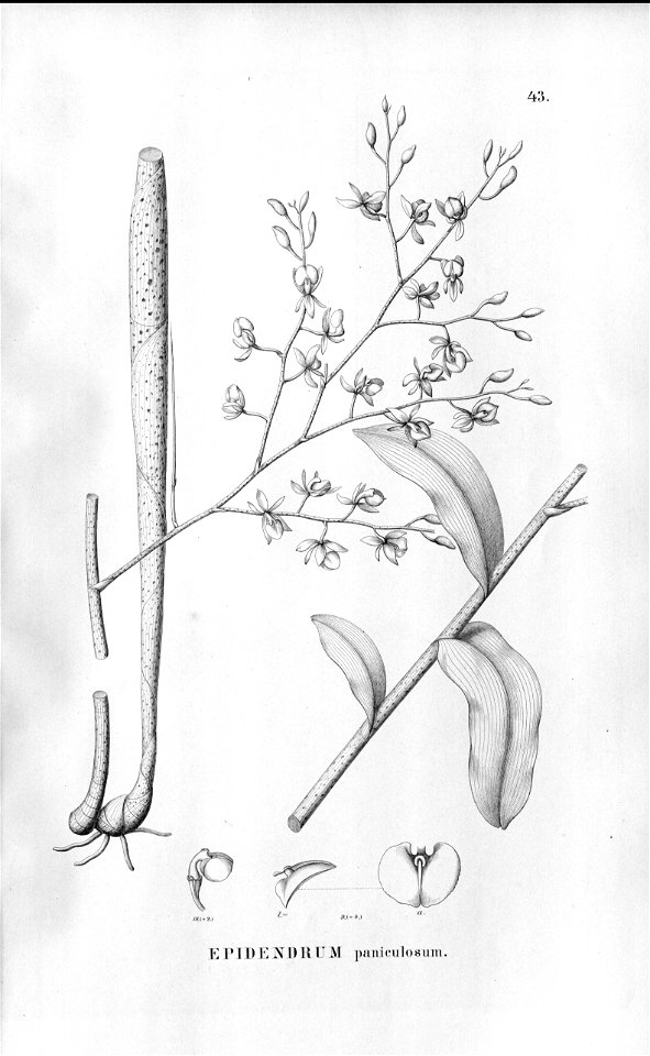 Epidendrum paniculosum - Fl.Br.3-5-043. Free illustration for personal and commercial use.