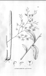 Epidendrum paniculosum - Fl.Br.3-5-043