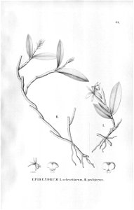 Epidendrum proligerum (also as Ep. ochrochlorum) - Fl.Br.3-5-039