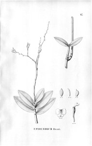 Epidendrum saxatile (as Epidendrum miersii) - Fl.Br.3-5-047